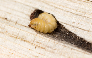 Ttunnel in pine tree wood with larva pest